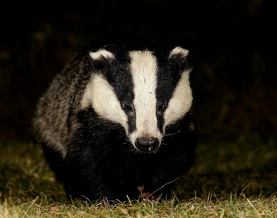 Badger Meles meles