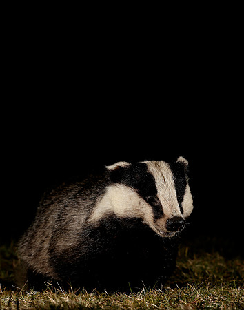 Badger Meles meles