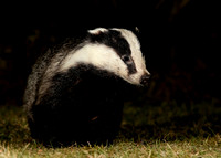 Badger Meles meles