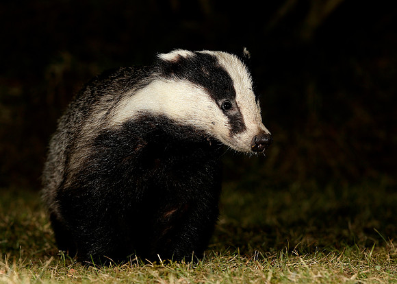 Badger Meles meles