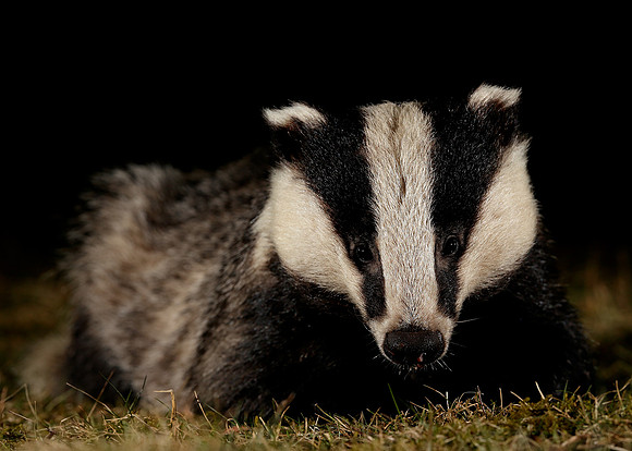 Badger Meles meles