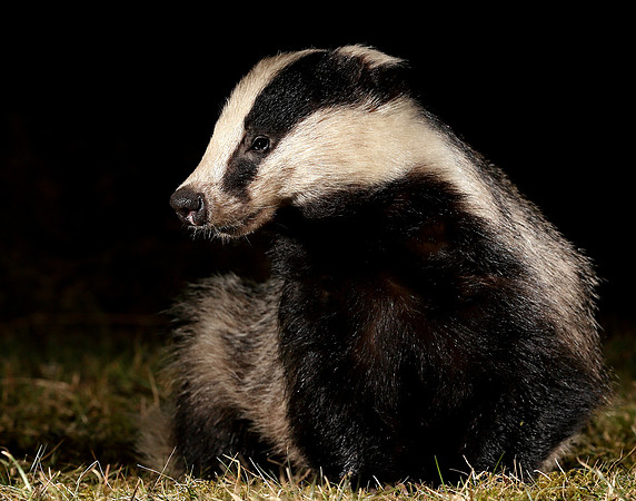 Badger Meles meles