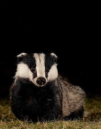 Badger Meles meles