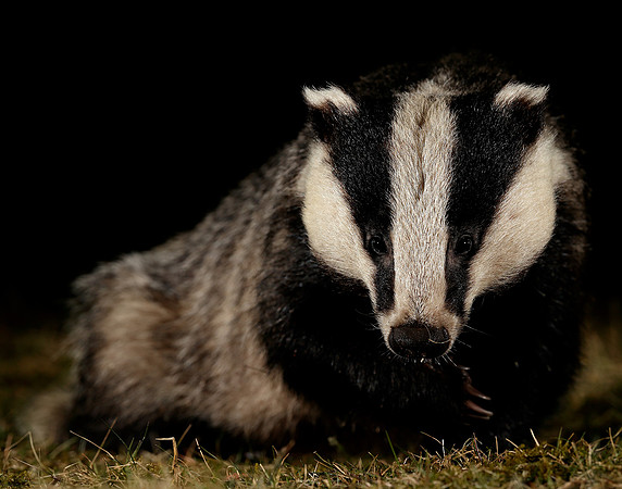 Badger Meles meles