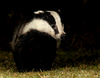 Badger Meles meles