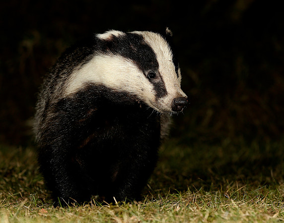Badger Meles meles