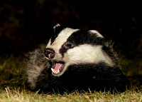 Badger Meles meles