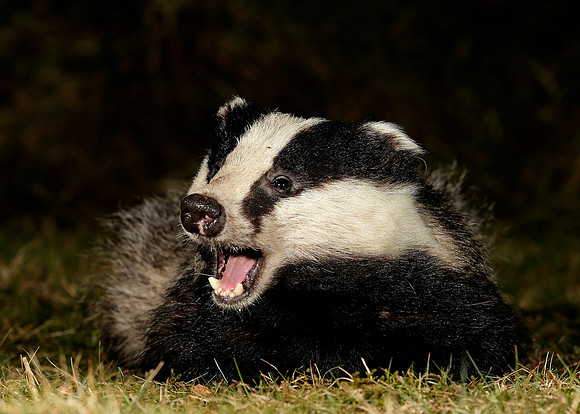 Badger Meles meles