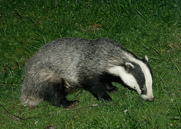 Badger Meles meles