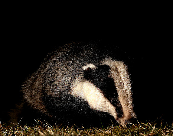 Badger Meles meles