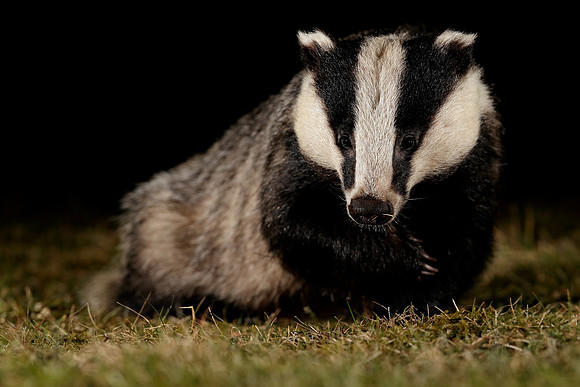 Badger Meles meles