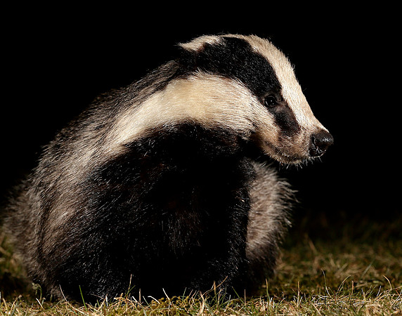 Badger Meles meles