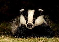 Badger Meles meles