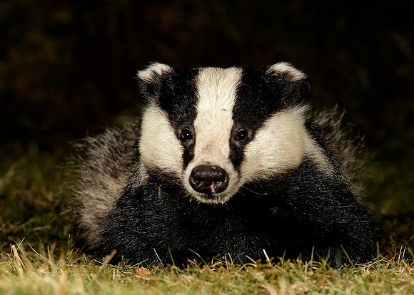 Badger Meles meles