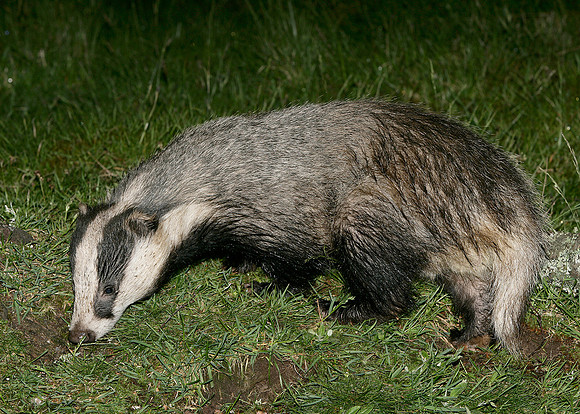 Badger Meles meles