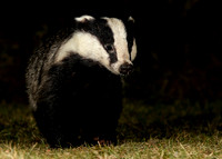 Badger Meles meles