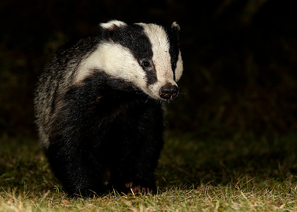 Badger Meles meles