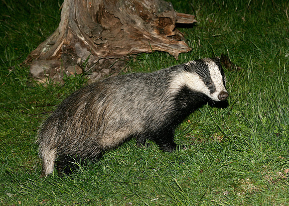 Badger Meles meles