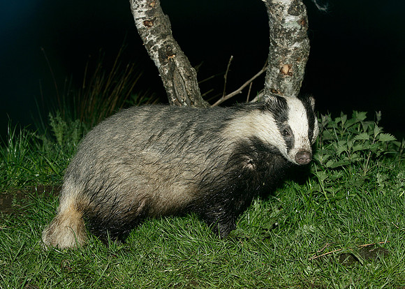 Badger Meles meles