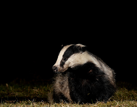 Badger Meles meles