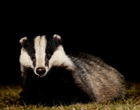 Badger Meles meles