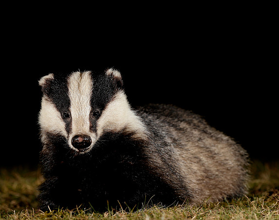 Badger Meles meles