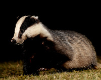 Badger Meles meles