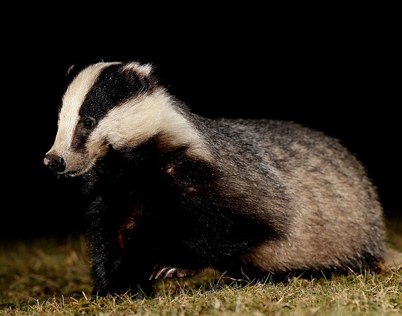 Badger Meles meles