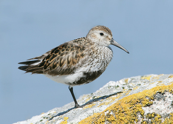Dunlin Calidris alpina