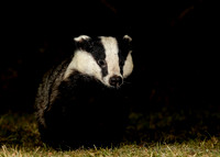 Badger Meles meles