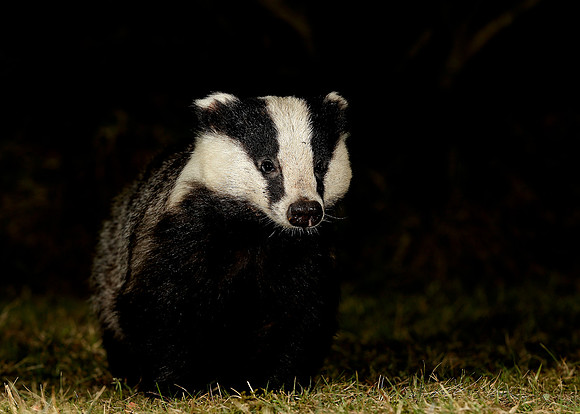 Badger Meles meles