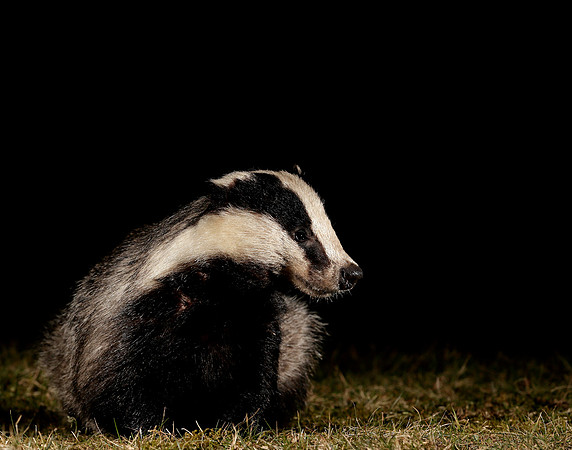 Badger Meles meles