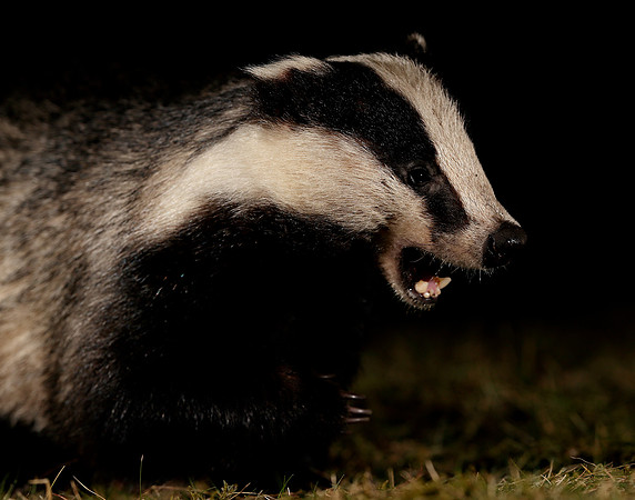Badger Meles meles