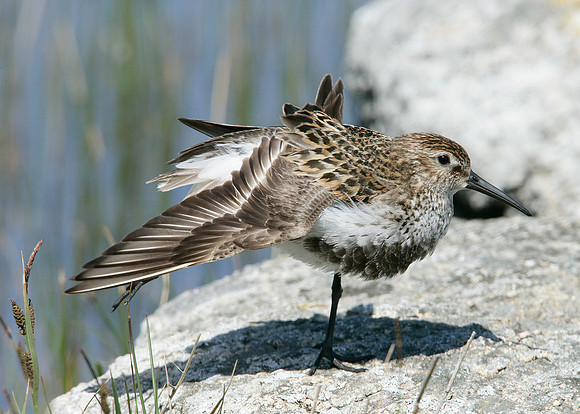 Dunlin Calidris alpina