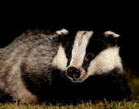 Badger Meles meles