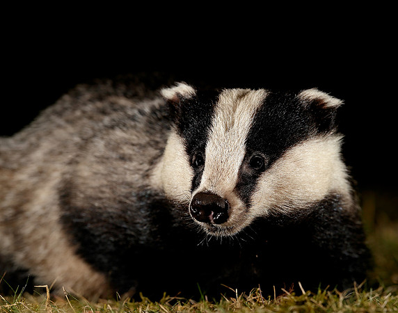 Badger Meles meles