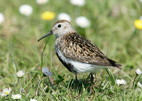 Dunlin Calidris alpina