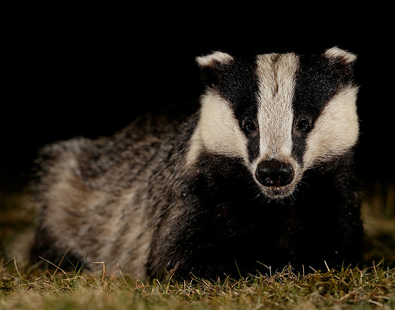 Badger Meles meles