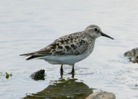 Bairds Sandpiper Calidris bairdii