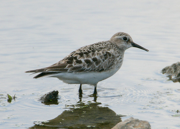 Bairds Sandpiper Calidris bairdii