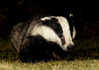Badger Meles meles