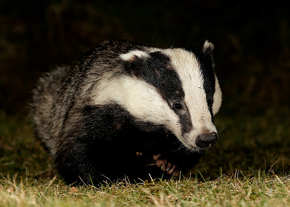Badger Meles meles