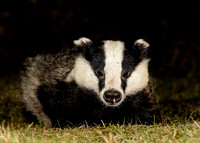 Badger Meles meles