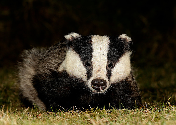 Badger Meles meles