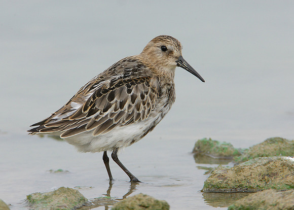 Dunlin Calidris alpina
