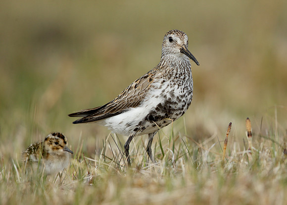 Dunlin Calidris alpina