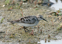 Bairds Sandpiper Calidris bairdii