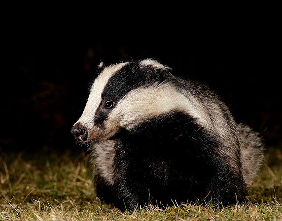 Badger Meles meles