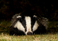 Badger Meles meles