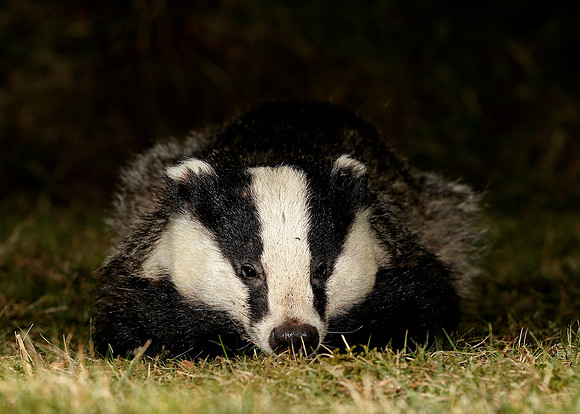 Badger Meles meles
